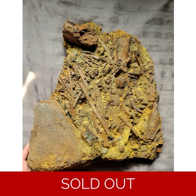 Museum Quality Display Fossil Slab Of Hadrosaurus Remains Teeth And Bones Matrix